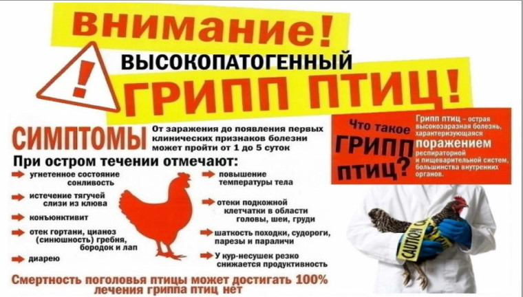 ВЫСОКОПАТОГЕННЫЙ ГРИПП ПТИЦ. ВЫСОКОПАТОГЕННЫЙ ГРИПП ПТИЦ.