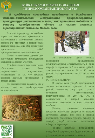 Ответственность за незаконную рубку деревьев хвойных пород в преддверии новогодних праздников.. Ответственность за незаконную рубку деревьев хвойных пород в преддверии новогодних праздников..