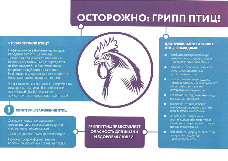 Осторожно: ГРИПП ПТИЦ!!!. Осторожно: ГРИПП ПТИЦ!!!.