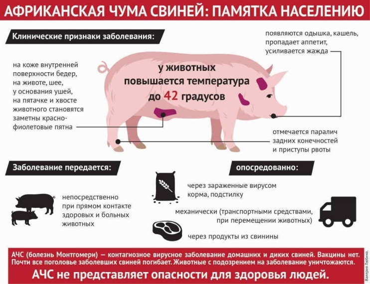 Памятка населению по Африканской чуме свиней (АЧС). Памятка населению по Африканской чуме свиней (АЧС).